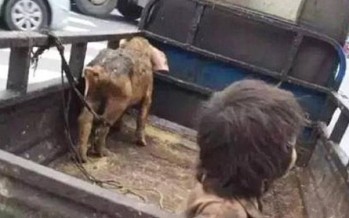 بالصور.. طفل يعيش بين الخنازير ولا يتواصل مع البشر