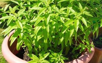 ما هي فوائد عشبة المليسة؟ وما علاقتها بتهدئة القلق والأعصاب؟ ما هي فوائد عشبة المليسة؟ وما علاقتها بتهدئة القلق والأعصاب؟