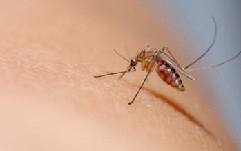 5 طرق ذكية للوقاية من البعوض
