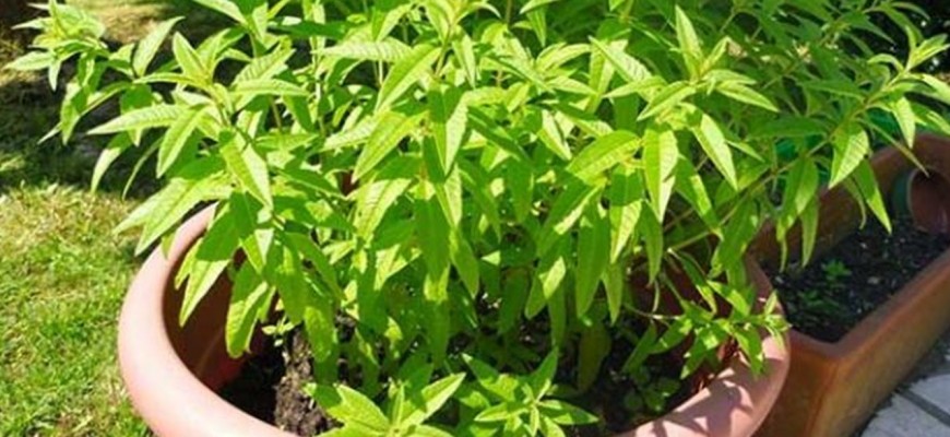 ما هي فوائد عشبة المليسة؟ وما علاقتها بتهدئة القلق والأعصاب؟