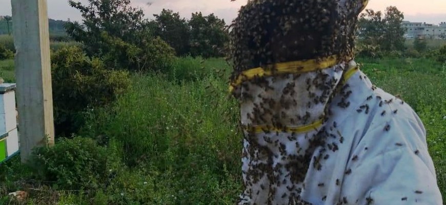 النحالون يدقّون ناقوس خطر 