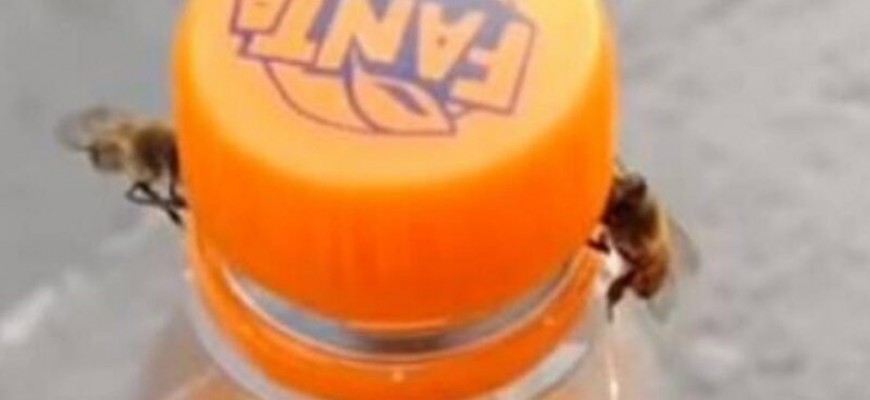 فيديو يجذب الملايين لزوج من النحل يعملان معا لفتح زجاجة صودا فيديو يجذب الملايين لزوج من النحل يعملان معا لفتح زجاجة صودا