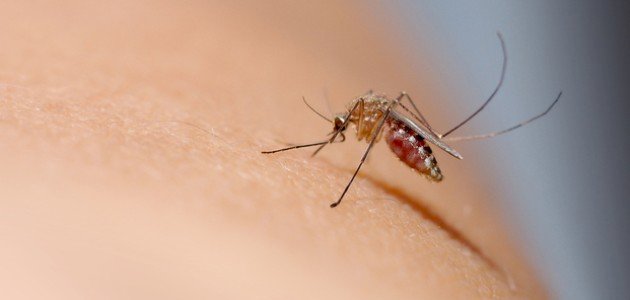 5 طرق ذكية للوقاية من البعوض