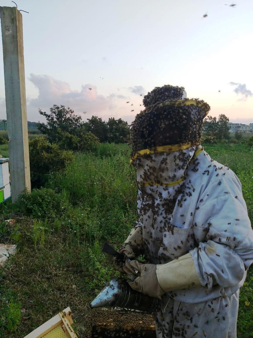 النحالون يدقّون ناقوس خطر 