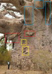 baobab_viral.png
