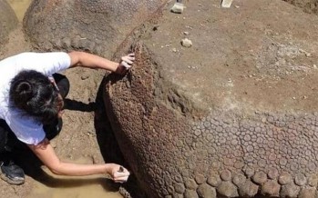اكتشاف حيوان بحجم سيارة.. ما هو؟