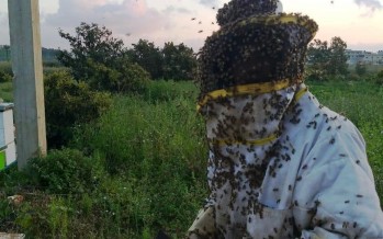 النحالون يدقّون ناقوس خطر 