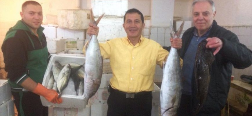 ارطال من اسماك التريخون في بحر صور ارطال من اسماك التريخون في بحر صور