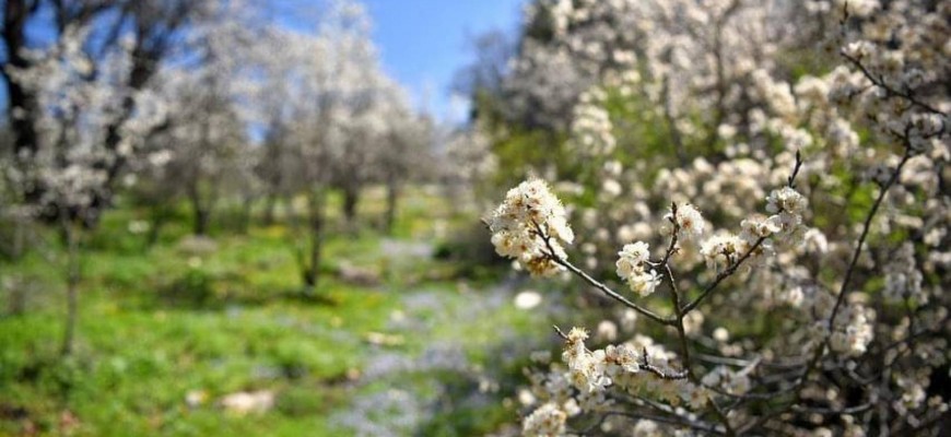 محمية اهدن فتحت أبوابها أمام الزوار محمية اهدن فتحت أبوابها أمام الزوار