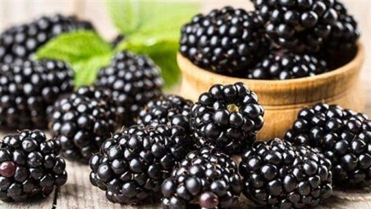 تناول التوت يُساعد في خفض الكوليسترول ويقي من خطر الإصابة بالألزهايمر تناول التوت يُساعد في خفض الكوليسترول ويقي من خطر الإصابة بالألزهايمر