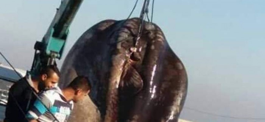 فضيحة قمر في لبنان.. شاهدوا ماذا يفعلون بها في الخارج! فضيحة قمر في لبنان.. شاهدوا ماذا يفعلون بها في الخارج!