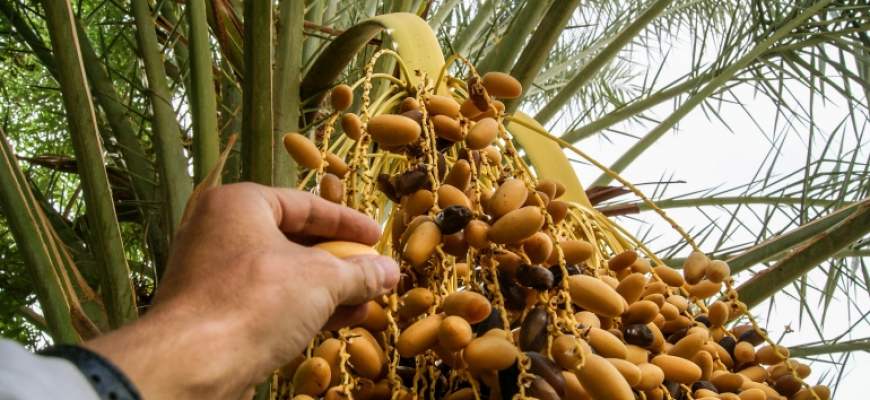 بالأرقام تعرف على سوق التمور بالوطن العربي وأكبر الدول المنتجة بالأرقام تعرف على سوق التمور بالوطن العربي وأكبر الدول المنتجة
