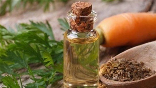زيت بذور الجزر يُرطّب البشرة ويقي من حبّ الشباب زيت بذور الجزر يُرطّب البشرة ويقي من حبّ الشباب