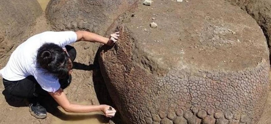 اكتشاف حيوان بحجم سيارة.. ما هو؟ اكتشاف حيوان بحجم سيارة.. ما هو؟