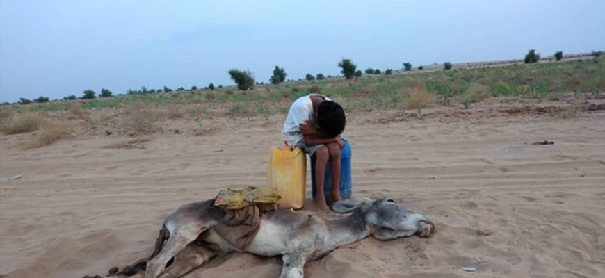 صورة تدمي القلوب.. طفل يبكي بجانب حمار مات عطشاً صورة تدمي القلوب.. طفل يبكي بجانب حمار مات عطشاً