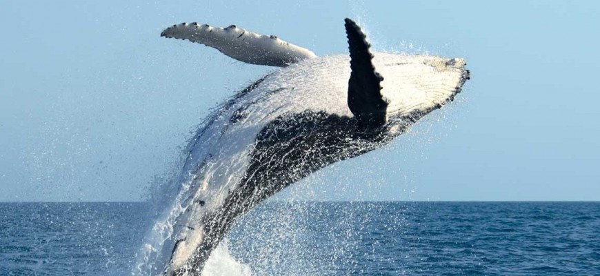 الوجبة اليومية للحوت الأزرق 16 طناً من الأسماك الصغيرة الوجبة اليومية للحوت الأزرق 16 طناً من الأسماك الصغيرة