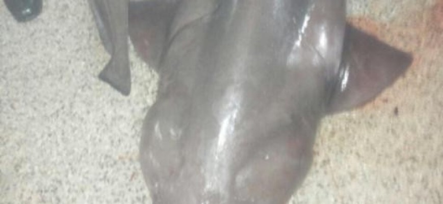 اصطياد قرش في صيدا اصطياد قرش في صيدا