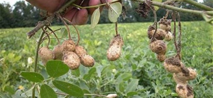الفول السوداني الفول السوداني
